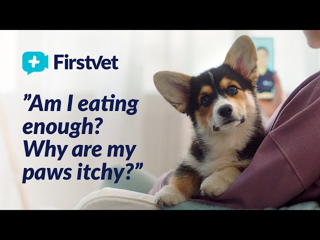 FirstVet is your video vet