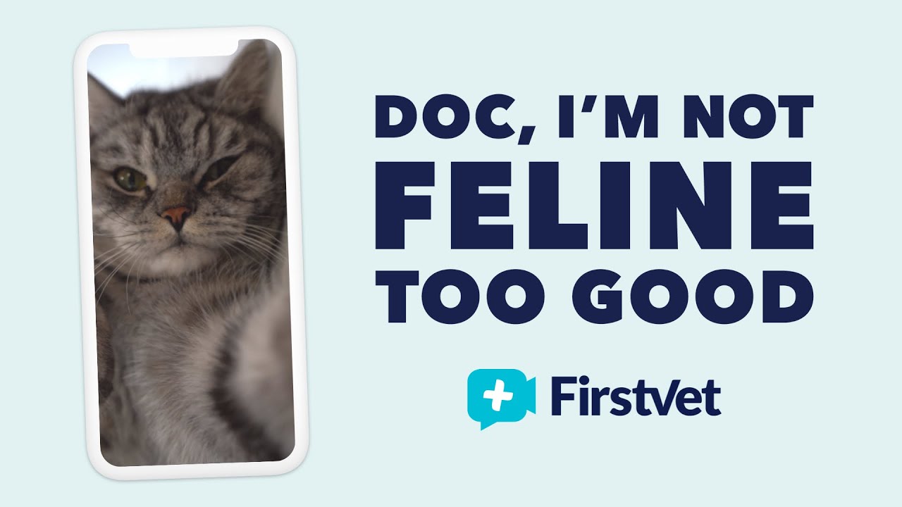 Doc, I'm not FELINE too good