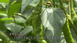 長野県CATV2021年度連携：信州の伝統野菜⑩ 芝平（しびら）なんばん（伊那市高遠町）