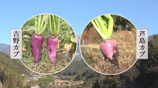 長野県CATV2020年度連携：信州の伝統野菜⑦ 芦島蕪・吉野蕪 (上松町芦島地区・上松町吉野地区と田口地区)