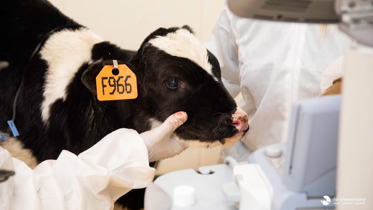 Calf on His Way to Veal Farm Finds Sanctuary Instead