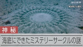 奄美大島沖の海底に「ミステリーサークル」　フグの産卵行動を撮影