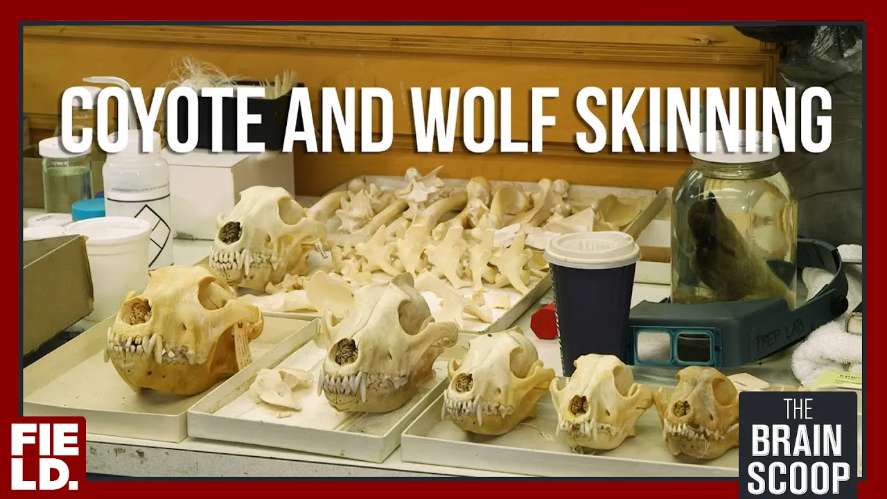 Coyote and Wolf Skinning